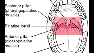 Gag Reflex involve two cranial Nerves: IX (glossopharyngeal nerve) and X (Vagus nerve)