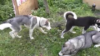 Собака испаряет кошку