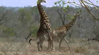Predators At War