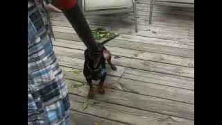 attack of the weiner dog