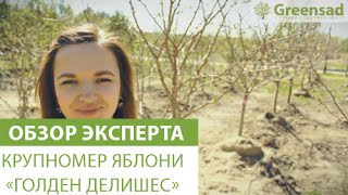 Крупномер яблони «Голден Делишес»