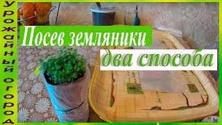 ДВА СПОСОБА ПОСЕВА ЗЕМЛЯНИКИ!!!В САМОКРУТКУ И НА БУМАГУ