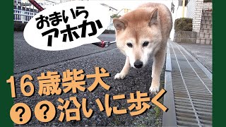 新年に老柴犬を連れた娘と語り合った＝！【甲斐犬・柴犬】