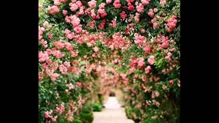 HELENE     FISCHER          DIE     ROSE