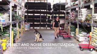 German Shepherd, Titus, after two weeks of training! Off Leash K9 Training Charlotte