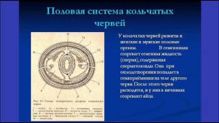 Половое размножение животных