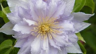 БОЛЕЗНИ КЛЕМАТИСА И ИХ ЛЕЧЕНИЕ ЧАСТЬ 2 / Clematis DISEASE AND THEIR TREATMENT