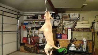 Midwest Working Dogs "Bruce Lee" #2