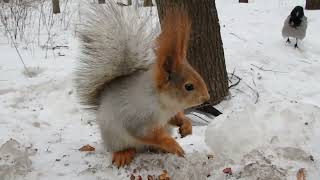 Покормил незнакомую белку / Fed an unfamiliar squirrel