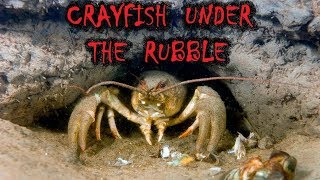 ЛОВЛЯ РАКОВ ПО НОРАМ.To catch crayfish hands