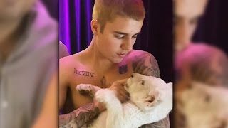 Shirtless Justin Bieber Feeds Lion Cub - Hailey Baldwin Insists His Park Antics Were 'Normal'