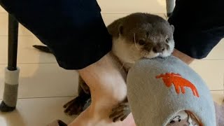 カワウソさくら 足でつまんで離すもスリッパに対する情熱が消えないカワウソ otter that attacks slippers very much