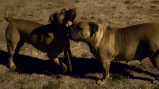 Boerboel x Presa Canario and  Boerboel x Bullmastiff