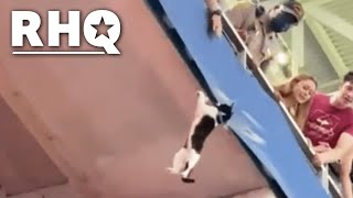 Cat SAVED From Fatal Fall At Football Game