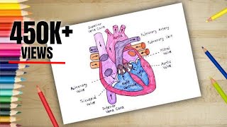 How to Draw HUMAN HEART Anatomy Colour Drawing for kids
