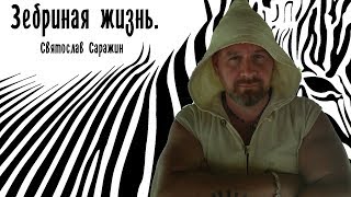 Зебриная жизнь. Святослав Саражин