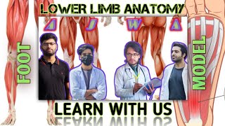 FOOT MODEL ..........ANOTMY (LOWER LIMB)