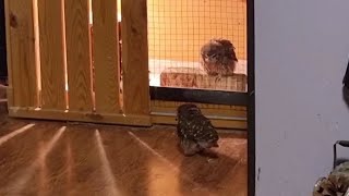 Совёнок Лучик мчит в левую даль #shorts