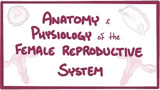 Anatomy and physiology of the female reproductive system