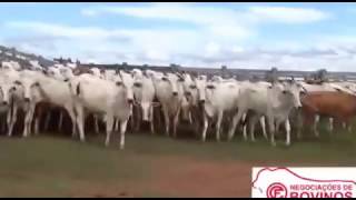 vendo 118 vacas nelore com 76  paridas