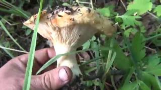 Лисички секреты сбора. Тайга, Сибирь, Рыбалка, Охота, Грибы, Уаз, Выживание