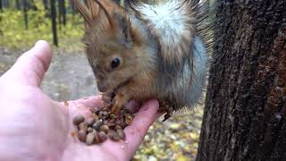 Кормлю голодных белок / Feeding hungry squirrels