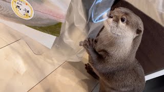 旬のヒラメの昆布締めを猫と仲良く食べようとするカワウソだが… otter get along with a cat to eat a seasonal flatfish.