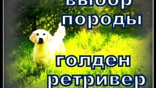 Выбор породы - золотистый ретривер - характер и особенности поведения