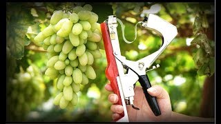 Обзор супер инструмента для сада. Тапенер или степлер для подвязки винограда и  садовых растений.