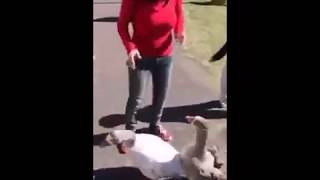 Naughty Duck biting girl's Butt...very Funny