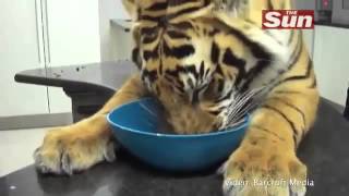Тигр домашний питомец- Tiger My Home Cats