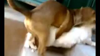 Собака хочет кошку!!! Только для взрослых 18+