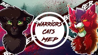 「MEP WARRIORS CATS COMPLETED」~|Hollyleaf/Mapleshade~Остролистая/Кленовница|~"Believer":.