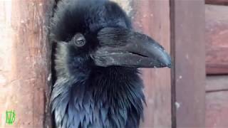 Must see!Speaking Raven /Говорящий Ворон!