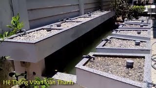 Aquaponics Trồng Rau Nuôi Cá Nhìn Lại Sau 1 Năm Hoạt Động