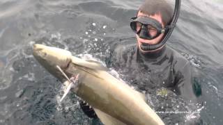 Подводная охота Пхукет | spearfishing phuket 16 12 15