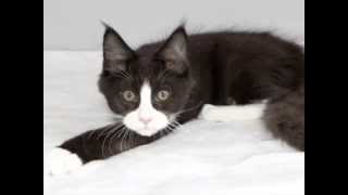 Maine coon kittens (black and white color) Котята мейн кун черно белого окраса