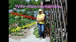 VLOG. Чудо-томаты.Чудо-опрыскиватель. Чудо-малина.