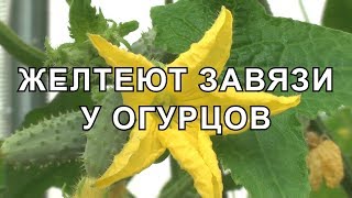 Желтеют Завязи у Огурцов 10 Причин Почему и что Делать