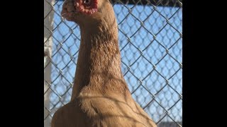 Голуби индианы (barbs pigeons) часть 2