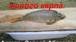 Как усыпить живого карпа.