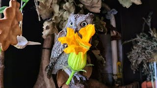 Жестокая расправа совят над тыквами