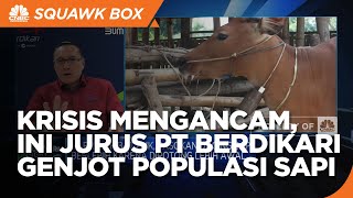 Jurus PT Berdikari Genjot Populasi Sapi Kala Krisis Pangan Mengancam