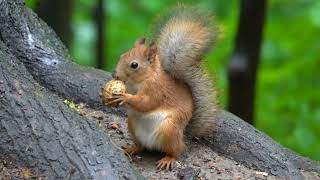 Белки. Подборка / Squirrels. Compilation