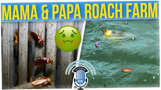 Cockroach Farm Uses Fish Moat to Keep a Billion Roaches Contained (ft. Nikki Blades)
