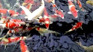 Ogata Koi Farm, Japan
