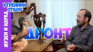 Дронт - начало отсчета вымирающих видов. Игорь Фадеев.