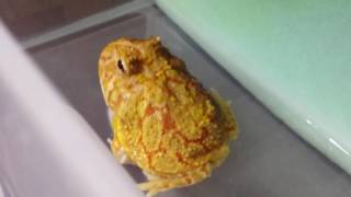 Eating pacman frogs (Ceratophrys cranwelli)