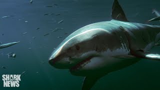 There’s A White Shark Cafe In The Middle Of The Pacific | Shark News
