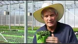 Sedum sexangulare - Watch Chain Stonecrop